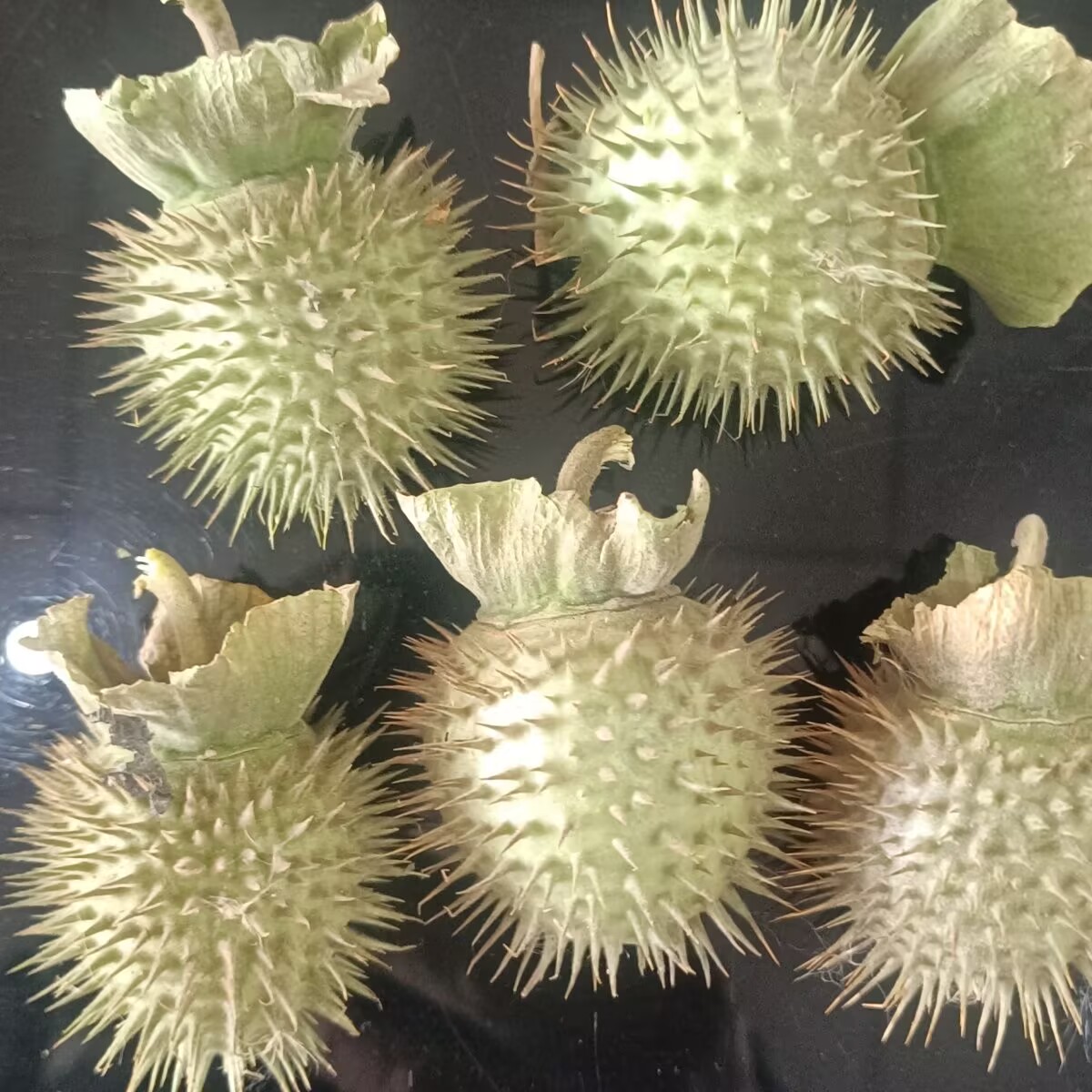 고품질 천연 건조 Datura Pods – 양초/비누/ - Candle Making And Perfume 리뷰 및 가격