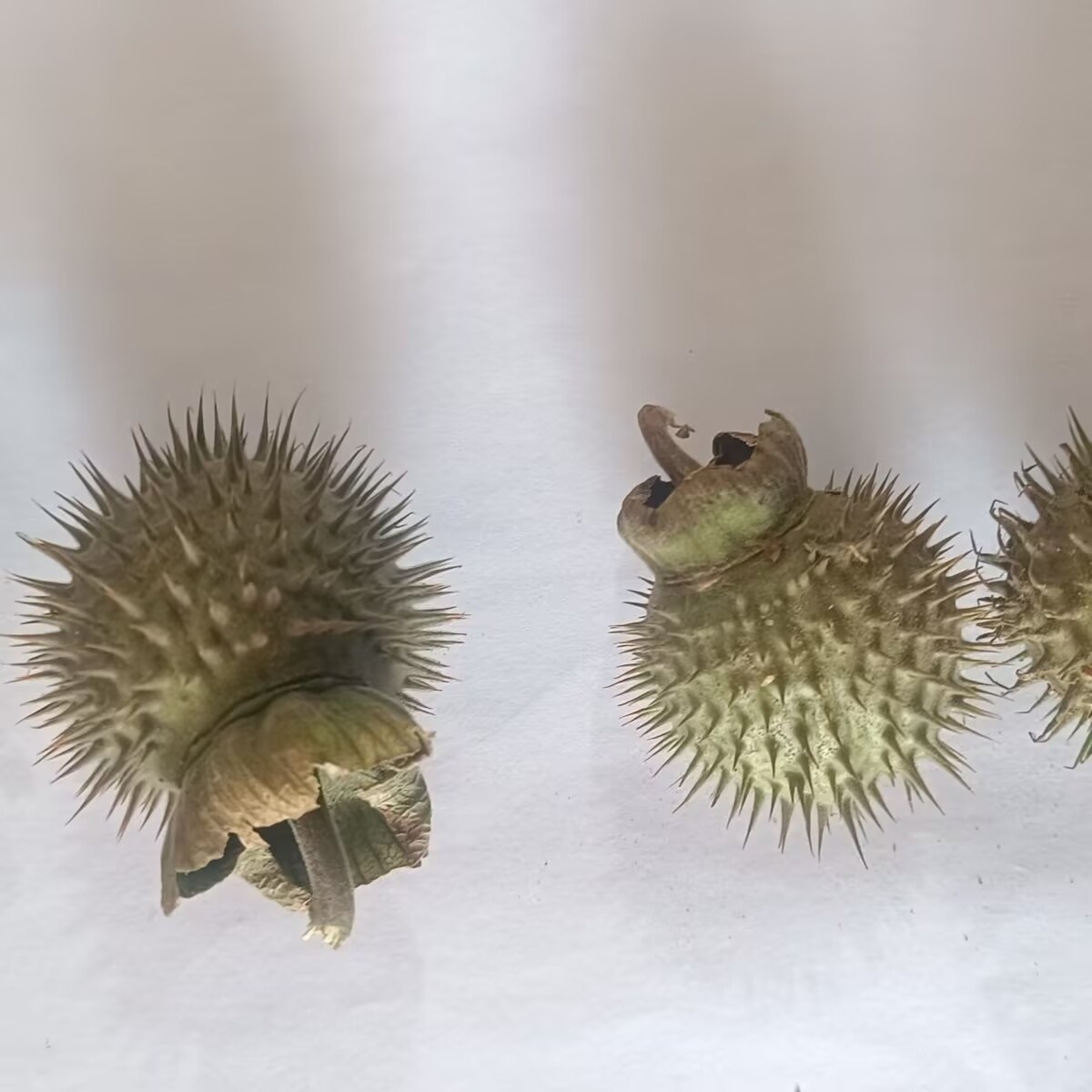 고품질 천연 건조 Datura Pods – 양초/비누/ - Candle Making And Perfume 리뷰 및 가격